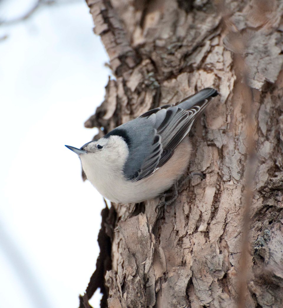 White breasted nuthatch-2872-km C