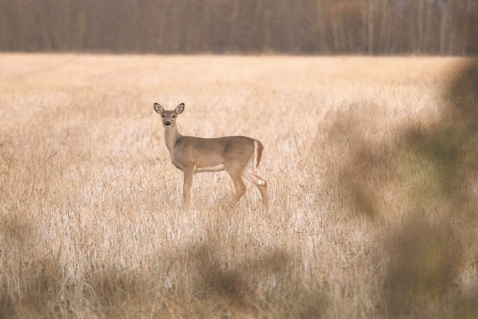 deer in field-BY-0114 CC