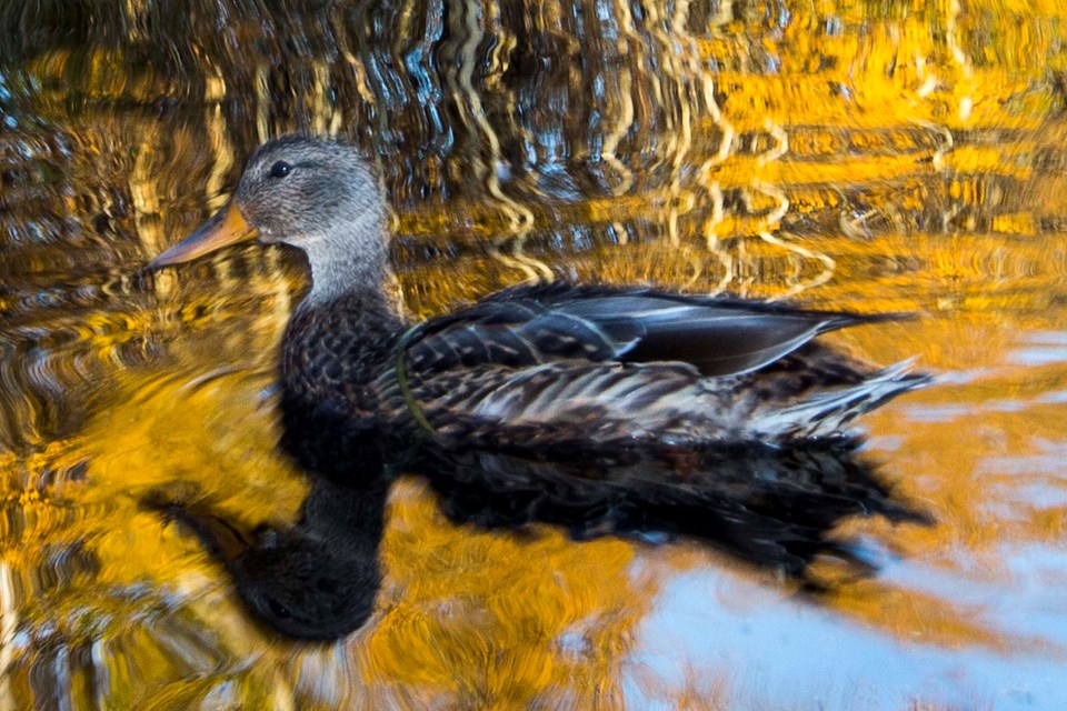duck on the pond CC 7840 CC