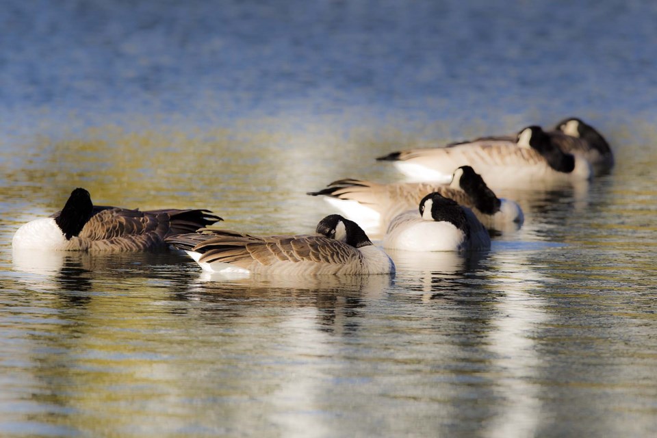 Geese Serenity on the pond-AB-3738 CC