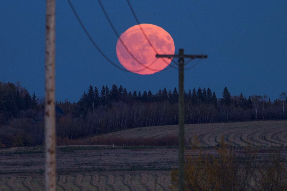 SA Harvest Moon CC 7345 CC