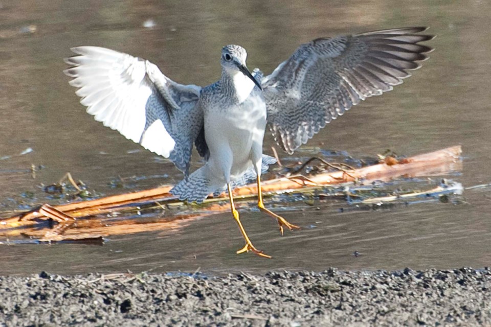 Yellowlegs-7413-km CC