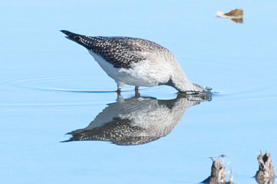 Yellowlegs-7433-km CC