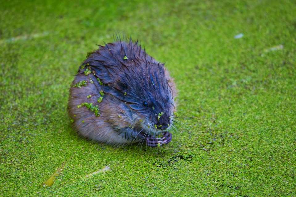 stand alone muskrat CC 1374