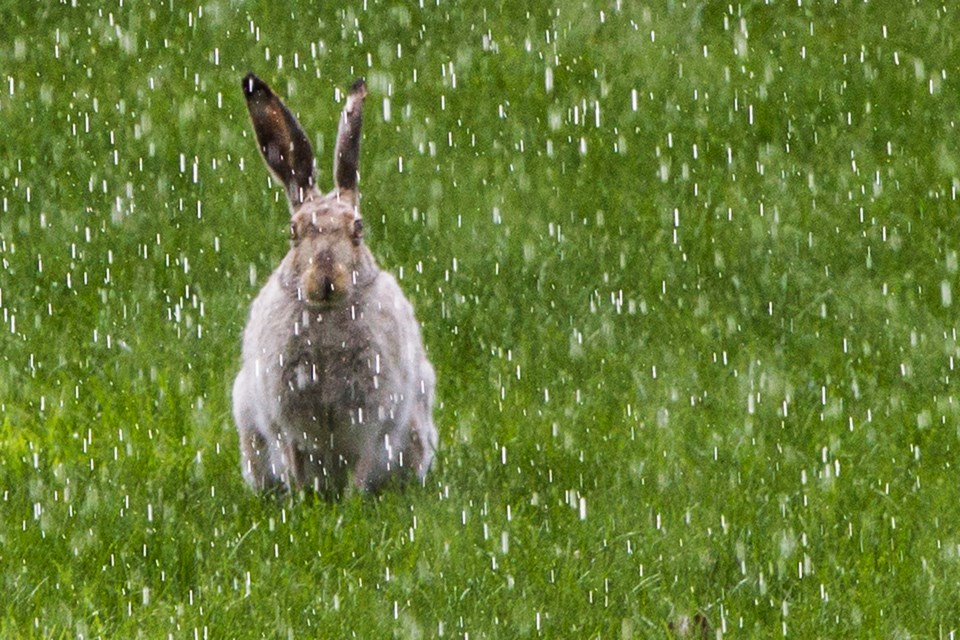 stand alone wet rabbit CC 5323