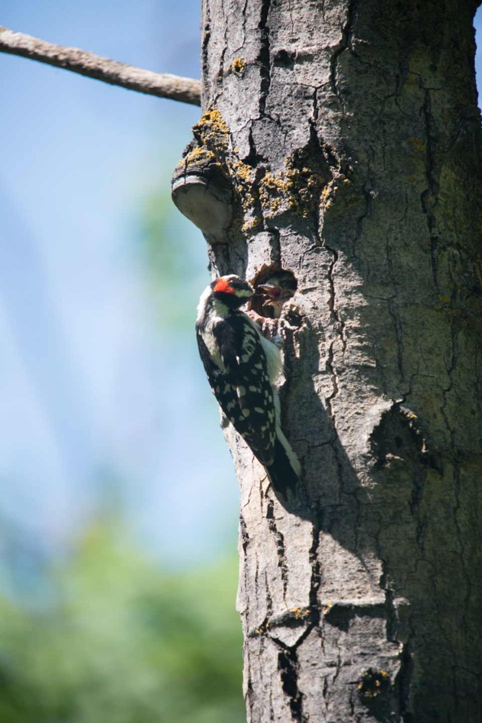 thumbnail_Woodpecker (1 of 1)