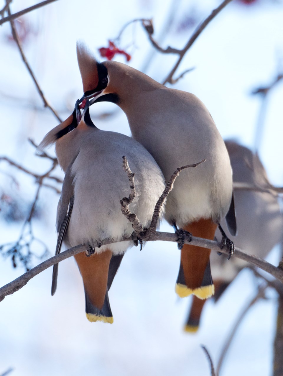 Waxwing 2