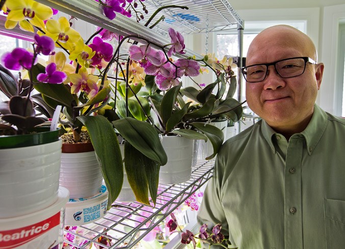 BLOOMING BEAUTIES – Freddie Pon of St. Albert is a member of the Orchid Society and grows 160 orchids in his kitchen year-round. He will join other orchid growers at the 42nd annual Orchid Fair at the Enjoy Centre from April 5 to 7.
CHRIS COLBOURNE/St. Albert Gazette