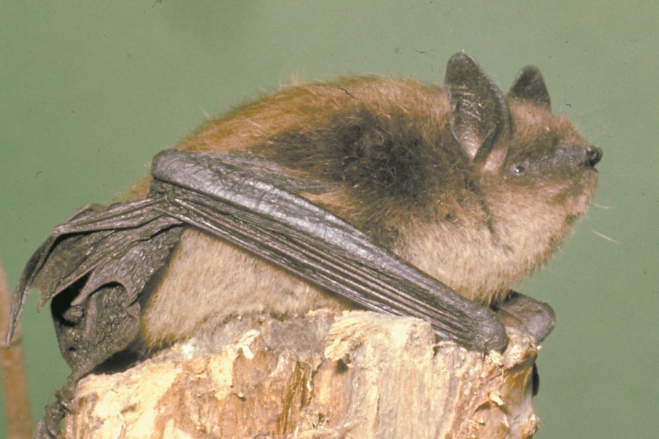 wild st. albert-little brown bat-sup-4790