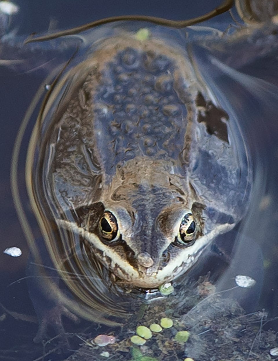 Wood Frog