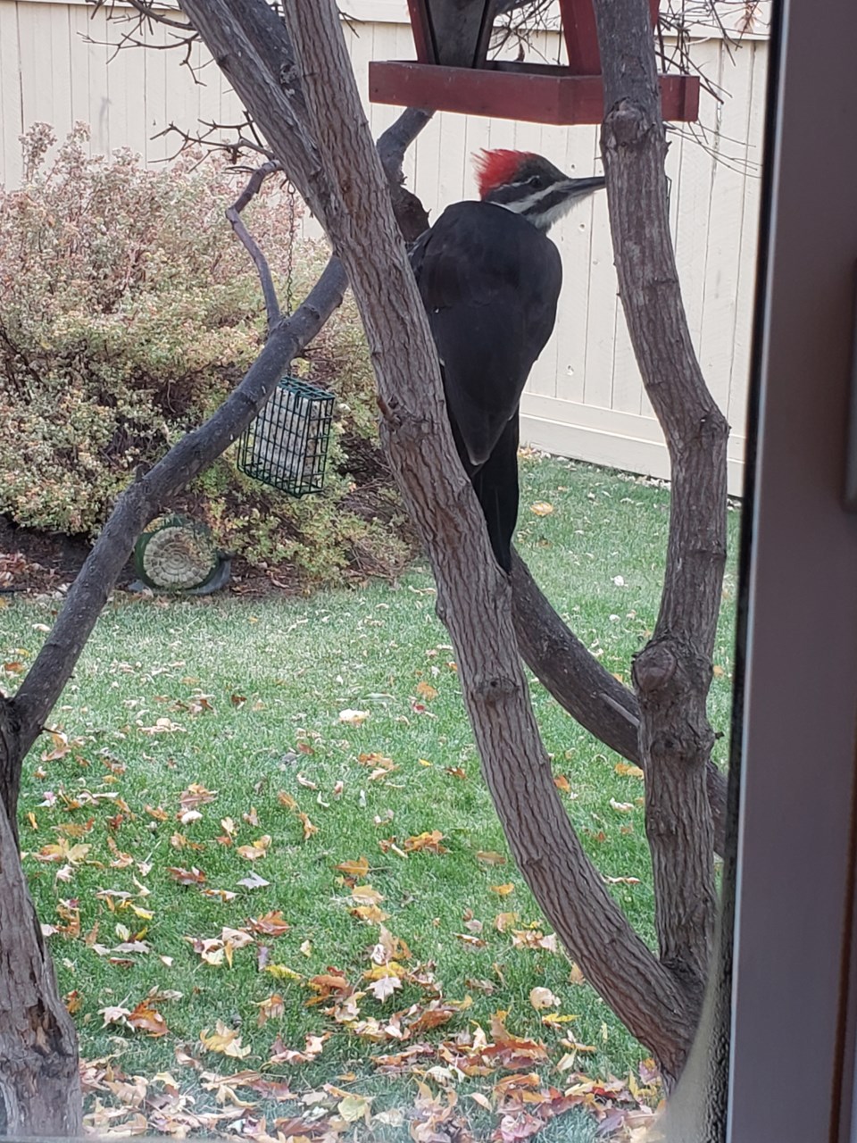 woodpecker sup