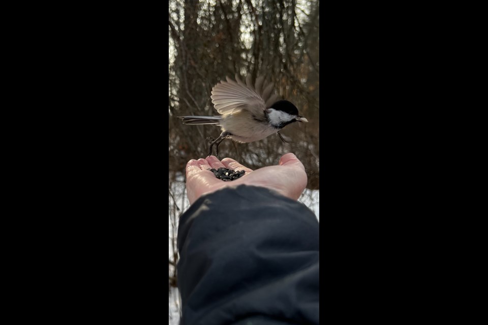 The Gazette's Debbie Stuckey captured a chickadee mid-flight on Saturday at the Grey Nuns White Spruce Park.