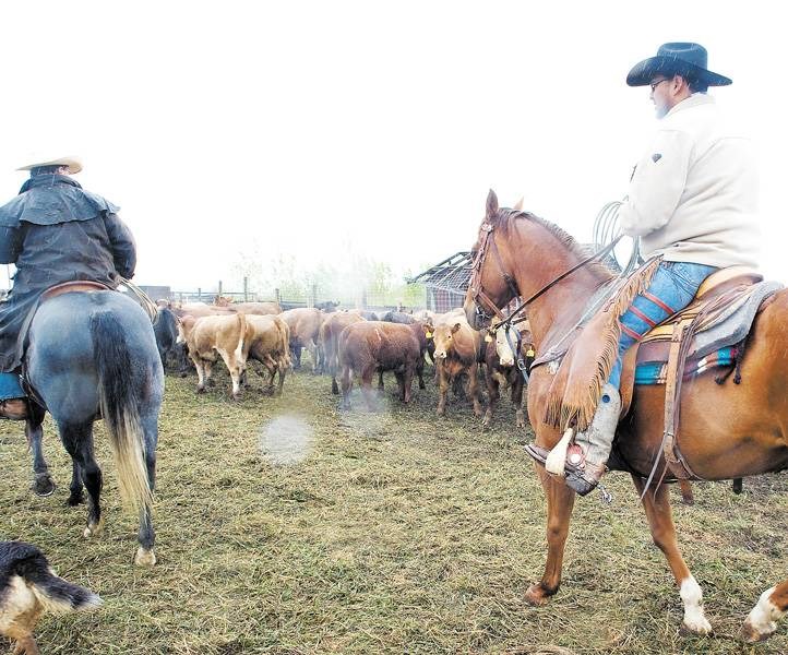 CATTLE DRIVE