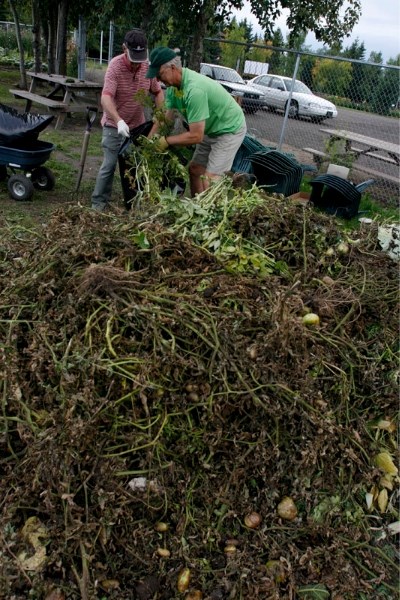 The province will be using an educational and monitoring program to prevent the re-occurrence of late blight