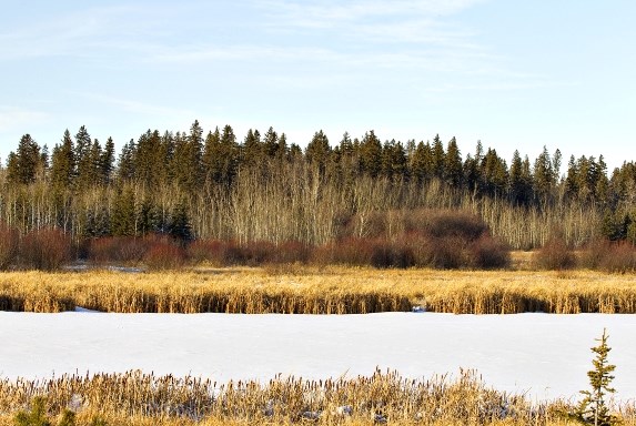 City council has taken steps to declare the white spruce forest near the future Timberlea neighbourhood a municipal historic resource.