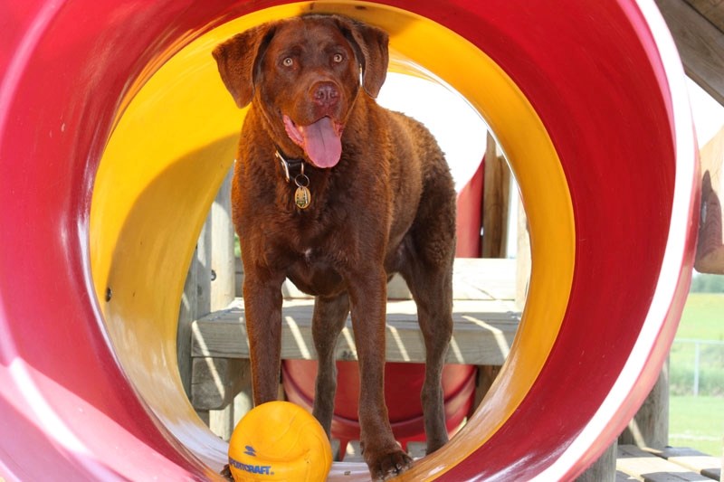 Toby isn&#8217;t your typical Chesapeake Bay retriever. The former furry friend with behavioural problems is now a therapeutic dog at Alberta Hospital and the success story