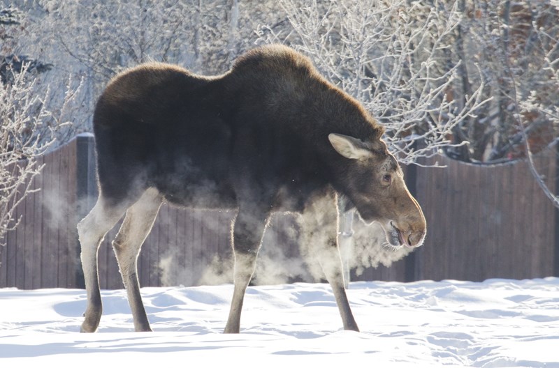A female moose found her way into Deer Ridge early Tuesday morning