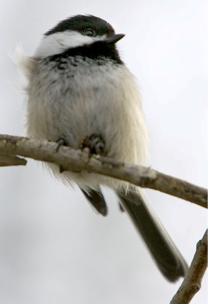 A new study suggests Alberta chickadees might be smarter than B.C. birds due to our colder winters.