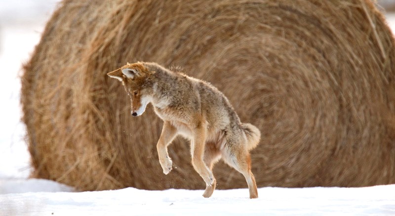 A coyote leaps toward its lunch