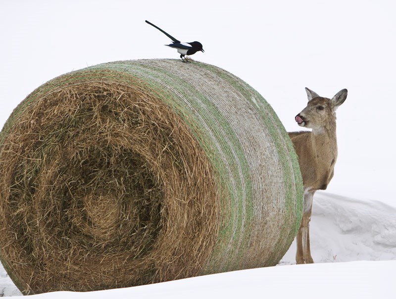 A deer and a magpie share a moment and some nibbles near Edmonton Garrison on Monday.