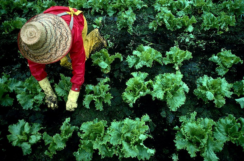 Community gardens are a growing trend in St. Albert where three new growing areas are in the works