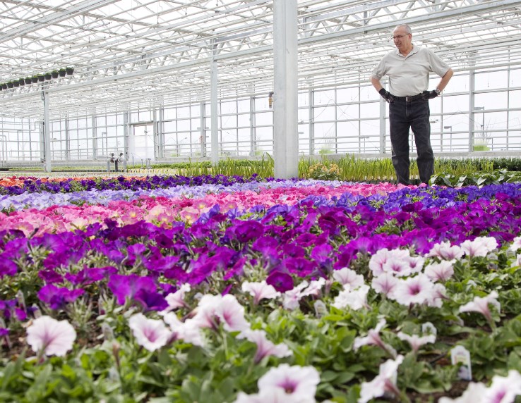 Enjoy Centre greenhouse employee Mark Hughes surveys a colourful sea of petunias at the new facility in Riel Park. The Enjoy Centre opens Monday.