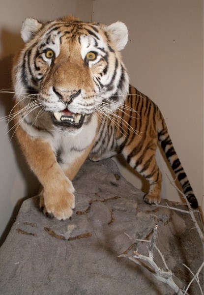 This mounted Siberian tiger resides in Ken Walker&#8217;s basement. This particular tiger was put down by a zoo because it had epilepsy. Walker