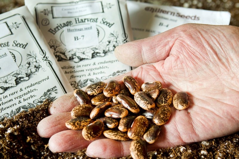 John Beedle holds some of the heritage seeds that will be distributed to local gardeners for free through the St. Albert &amp;amp; District Garden Club at the St. Albert