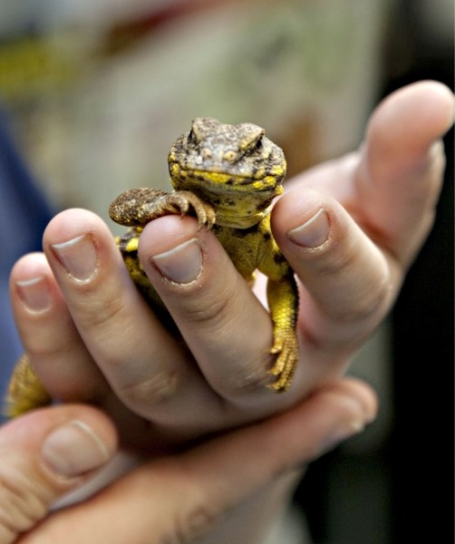 Robyn Hansman of Paradise Pet Centre cradles a Nigerian yellow uromastyx in her hand at the St. Albert store.
