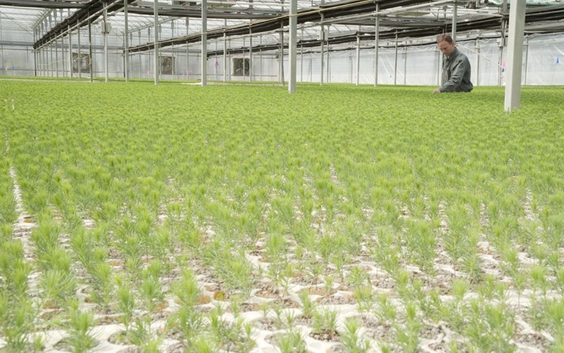 Silviculture specialist Scott Formaniuk examines some of the roughly 2.6 million white spruce seedlings in this large greenhouse at Coast to Coast Reforestation&#8217;s Smoky 