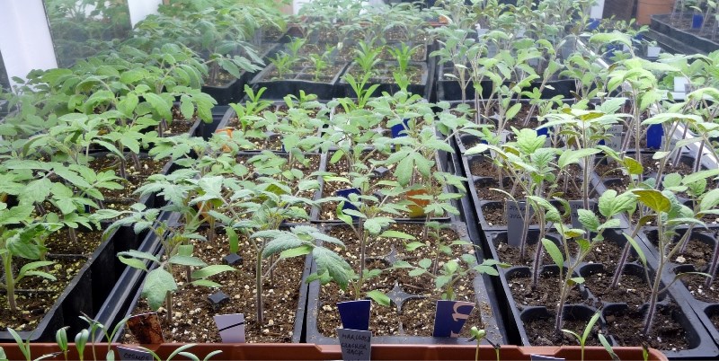 The St. Albert &amp;amp; District Garden Club&#8217;s annual plant sale and auction springs forth Tuesday at Sir George Simpson School.