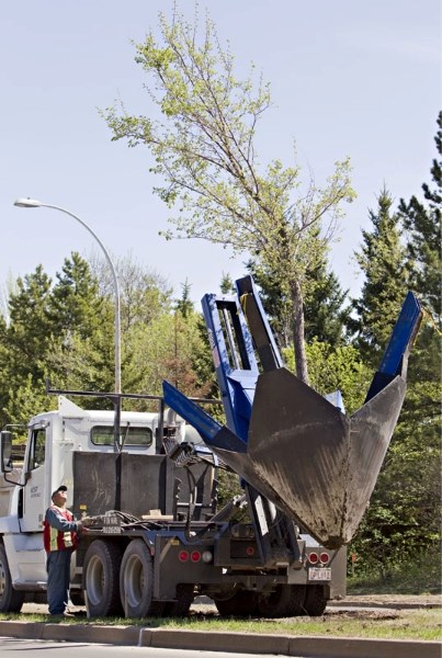 City crews have begun replacing the trees along the boulevard and sidewalks of Boudreau Road. Many of the city&#8217;s poplar trees that once occupied those spaces were