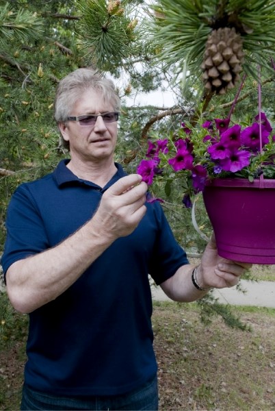 Arborist Jim Hole examines a petunia hooked to a Scots pine tree just off Boudreau Road. City council declared the petunia and the Scots to be the official flower and tree of 