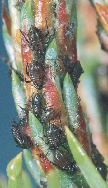 Cinara aphids