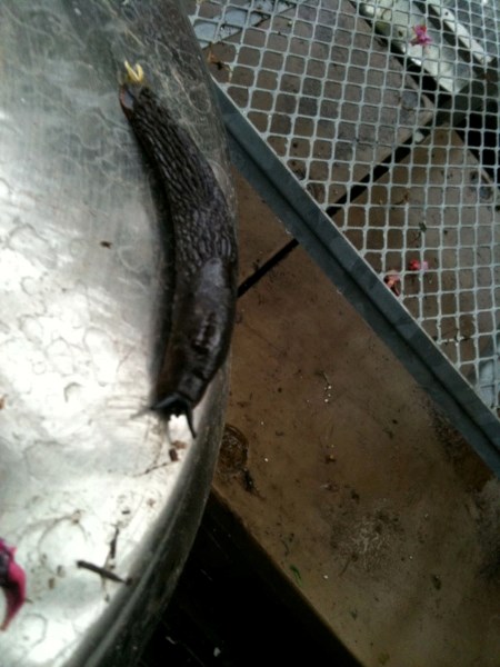 This slug