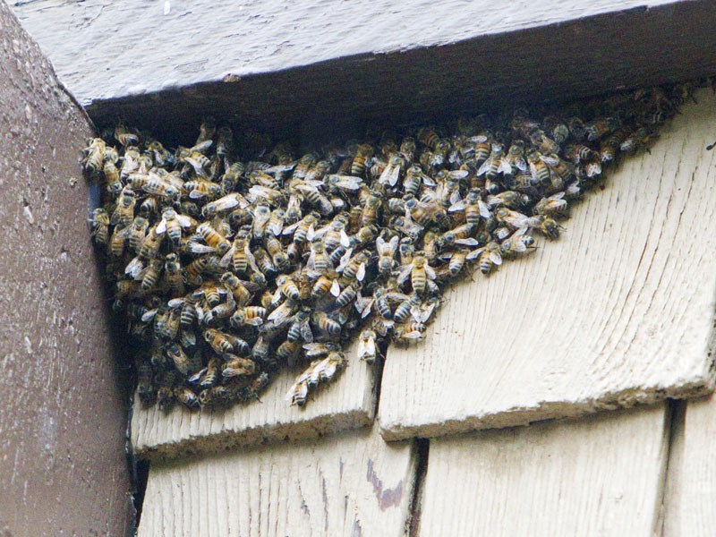 A large number of honey bees still remain in the garage of St. Albert resident Maureen Jackson
