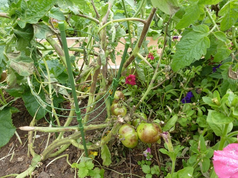 Tomatoes in at least one St. Albert community garden have been stricken with late blight