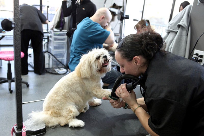 A Sherwood Park pet grooming institute is the setting of a new reality special produced by a St. Albertan
