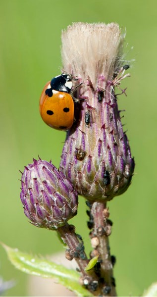 A ladybug rests on a Canada thistle that is heavily infested with aphids. Wet weather has contributed to a plague of aphids in St. Albert this month. City staffers deployed 1