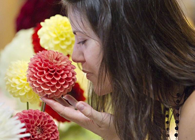 Candace Nieckar of St. Albert stops to smell some of the dahlia flowers on display during the 2011 Annual Flower and Produce Show at St. Albert Place on Saturday.