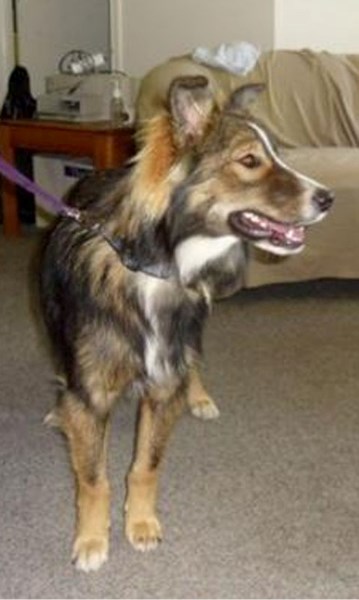 This border colliie is a high energy companion who needs daily exercise and play time