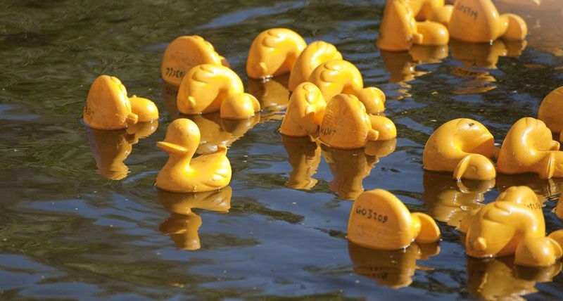Aug 28 2011&amp;lt;br /&amp;gt;A fleet of plastic yellow ducks bobs down the Sturgeon River as part of the city&#8217;s first annual Wetlands and Wildlife Day Duck Race. The