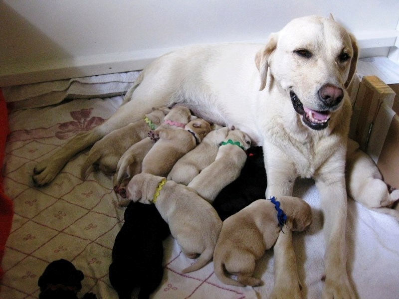 The Dogs with Wings Assistance Dog Society is urgently looking for people to raise puppies that will ultimately become assistance dogs.