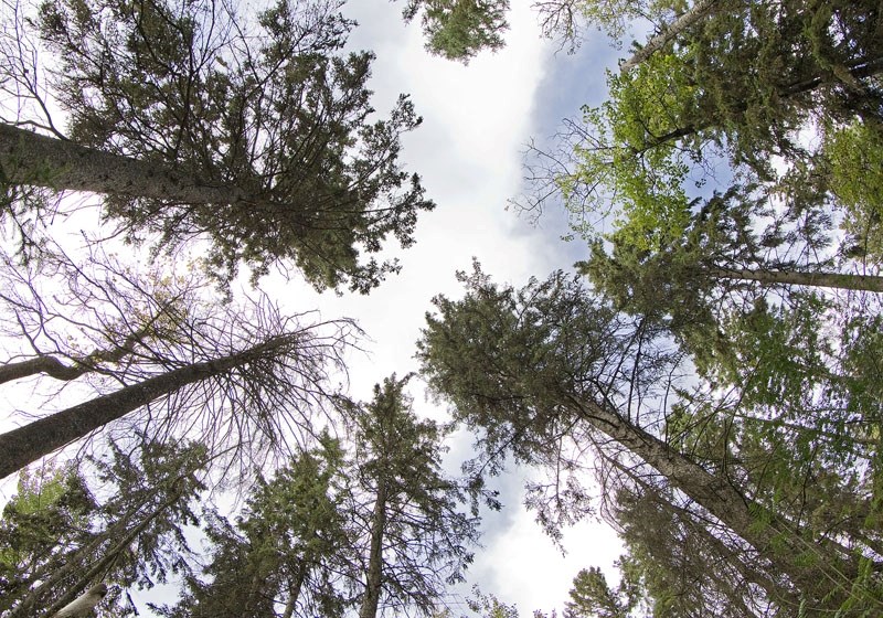A shot of the White Spruce Forest stand near Hogan Road in St. Albert. City council declared this forest a municipal historic resource this week