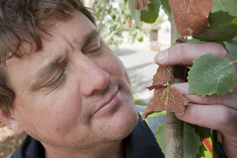 Sept 21 2011&amp;lt;br /&amp;gt;Public works member Trevor Craft holds two poplar leaves infested with bronze leaf disease. The city is asking residents to watch for poplar