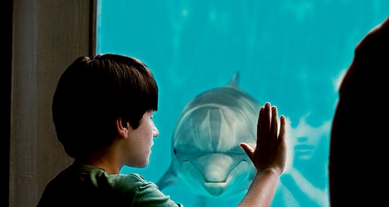 An injured dolphin named Winter gets a second chance at life thanks to a dedicated marine biologist