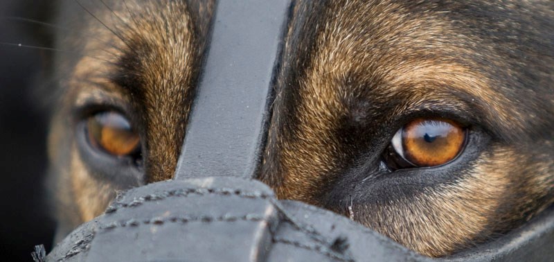 Police dog Barter is all eyes as he awaits his turn boarding a helicopter during RCMP training sessions at Namao.