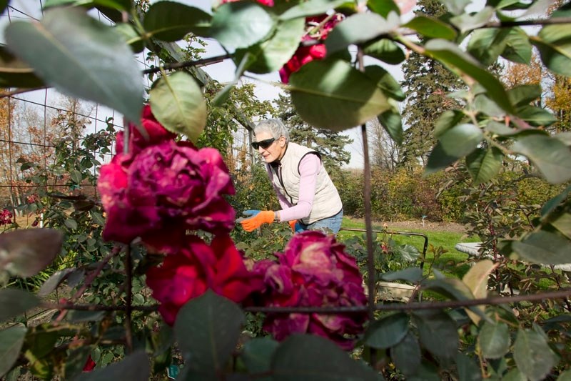 Volunteer Joan Parker is seen through what&#8217;s left of the red roses at the St. Albert Botanical Park. A club volunteer for the last eight years