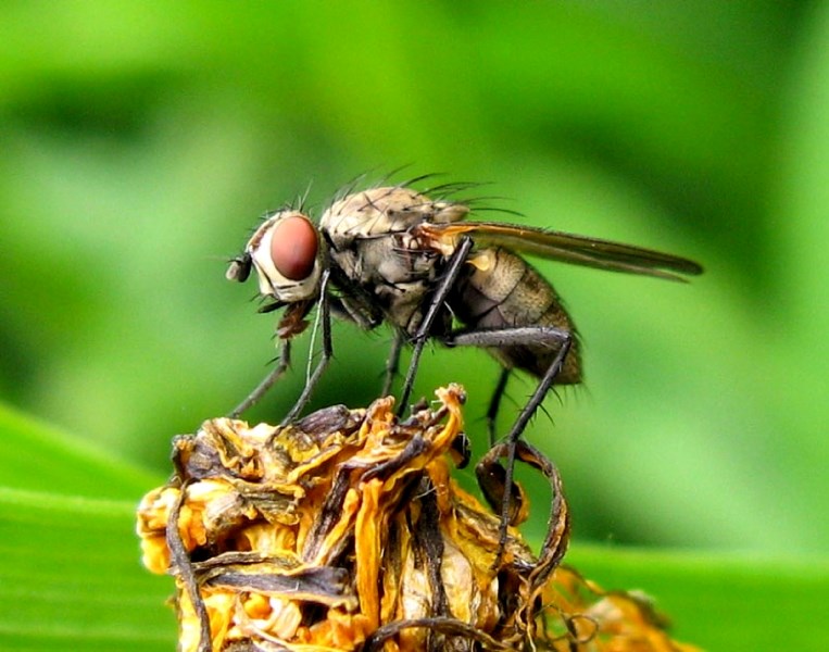 This large scale close-up photograph of a bug is just one of the many sights that will be on display at Lesley Roy&#8217;s Images of Alberta show at the Morinville Community