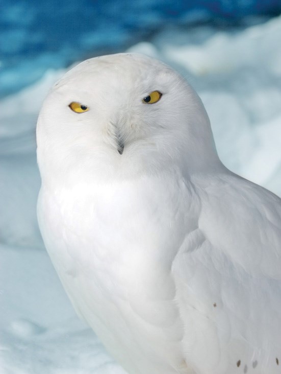 A snowy owl is reported to have recently attacked a small dog in a St. Albert backyard. The owl grasped the dog by the head and stomach